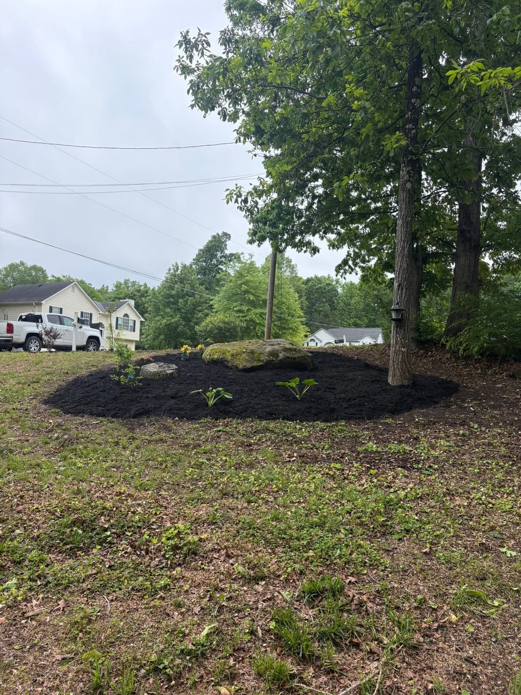 After: the slope cleared and a mulch island built around the tree