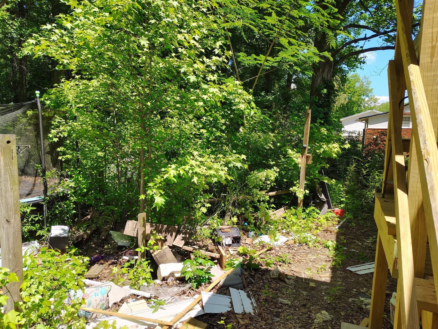 Before: a wooded back yard swallowed by brush, junk in the weeds