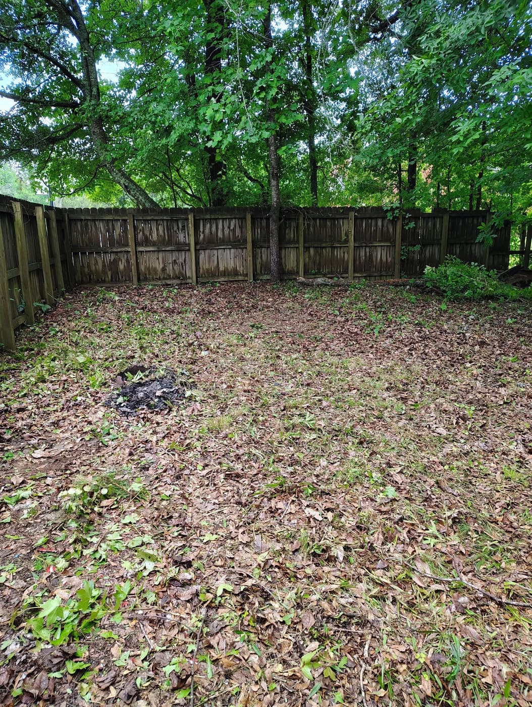 A back yard cleared to the privacy fence after a Mason Worx cleanup