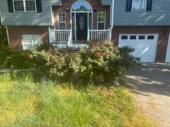Before: overgrown shrubs swallowing the front beds of a home
